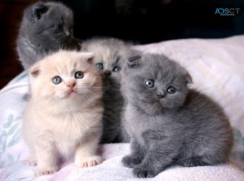 Gorgeous Scottish Fold Kitten for sale