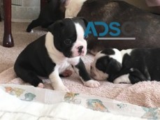 Boston Terrier puppies For Sale