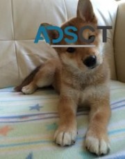 Male & Female Shiba Inu Puppies For Sale