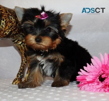 Yorkshire Terrier puppies for sale