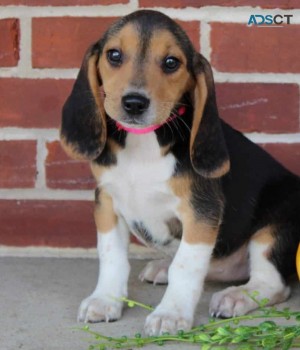 Beagle puppies for  sale