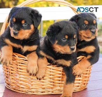Rottweiler puppies for  sale  for sale