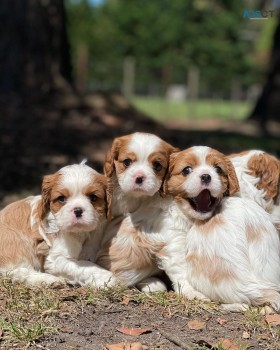 Cavoodle puppies for sale