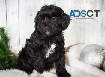 Gorgeous Cavapoo Puppies Available for s