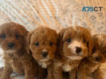 Gorgeous Cavapoo Puppies Available for s