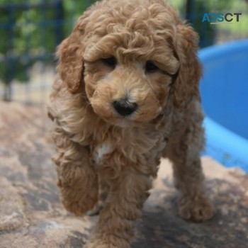 Buy Our Cockapoo/Spoodle Mini Size Puppi