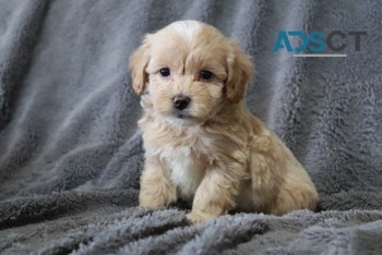 Maltipoo puppies for  sale