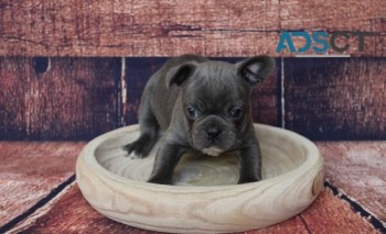 French Bulldog puppies for sale