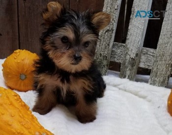 Yorkshire Terrier puppies for sale