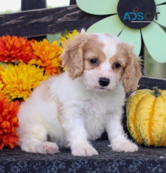 Cavachon puppies for sale