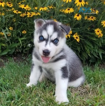 Siberian Husky Puppies for sale