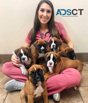 Boxer puppies for sale.