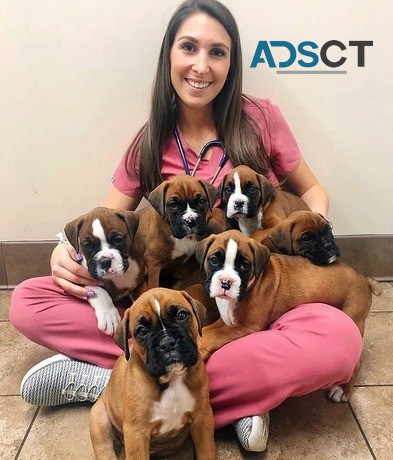 Boxer puppies for sale.