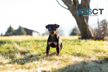 Cute Miniature Pinscher Puppies for Sale