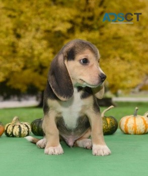 Beagle puppies for sale