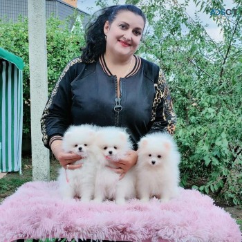 Pomeranian puppies for sale