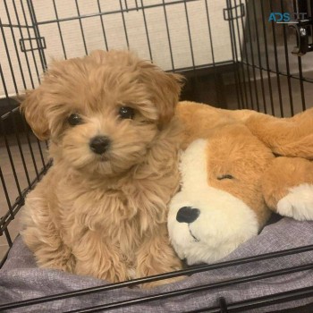 Moodle/Maltipoo 