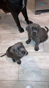 Cane Corso puppies for sale