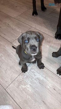 Cane Corso puppies for sale