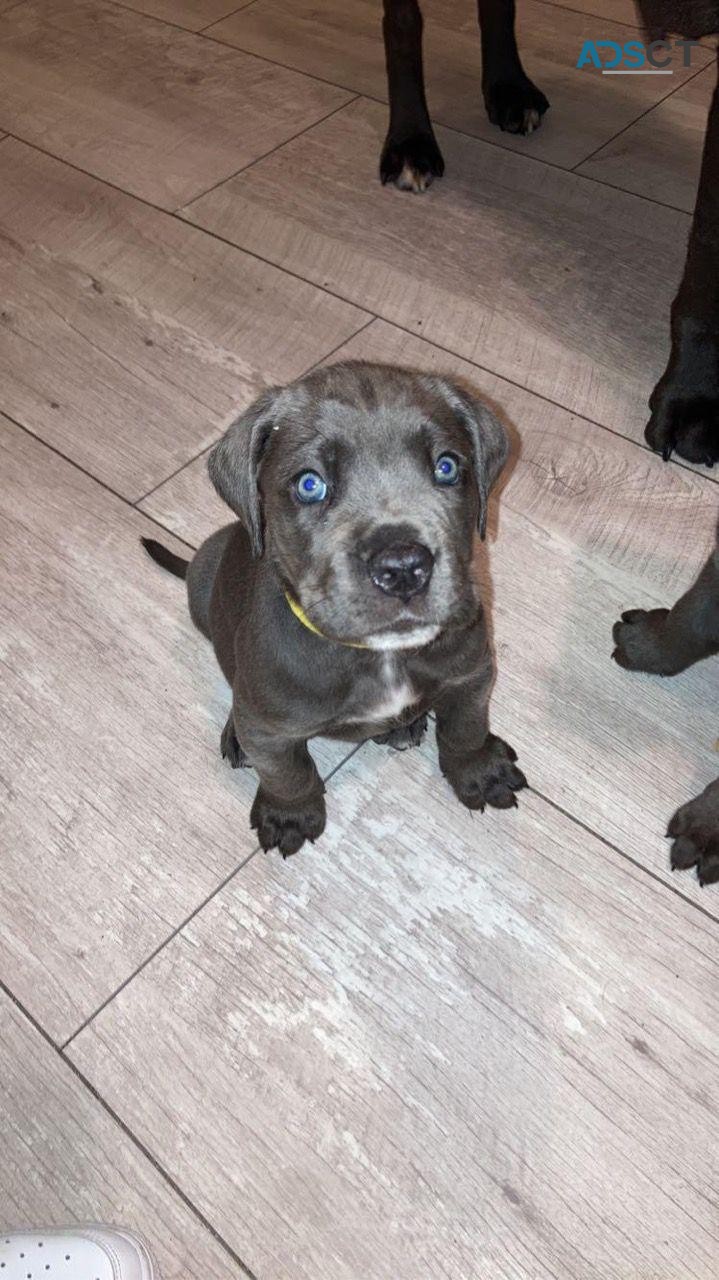 Cane Corso puppies for sale