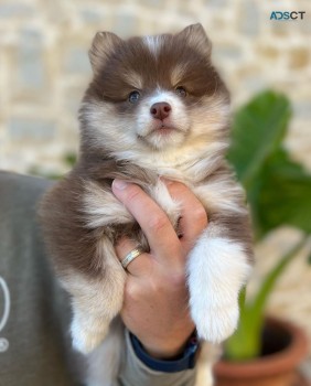 Pomsky puppies for sale