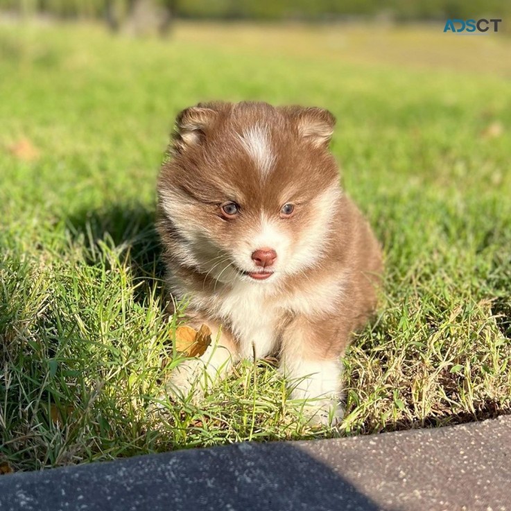 Pomsky puppies for sale