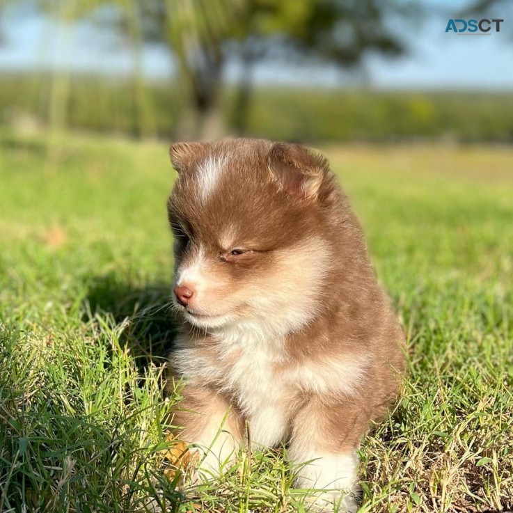 Pomsky puppies for sale