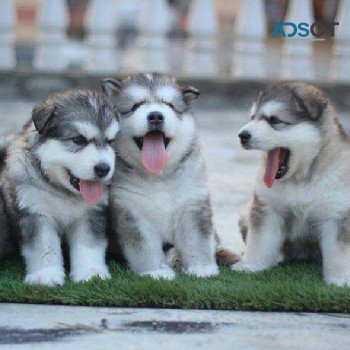 Akita puppies for sale