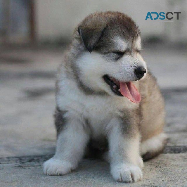 Akita puppies for sale