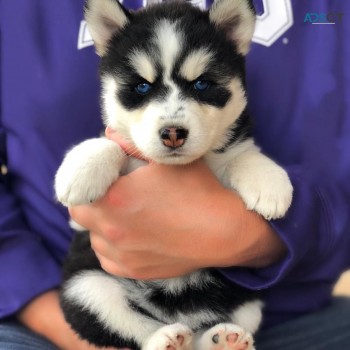 Pomsky puppies for sale