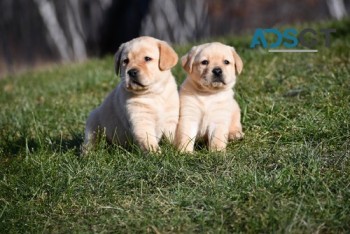 Labrador Retriever puppies for sale