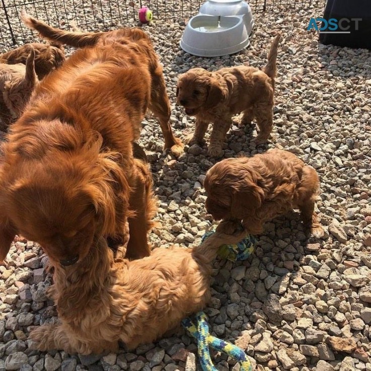 Toy Poodle puppies for sale