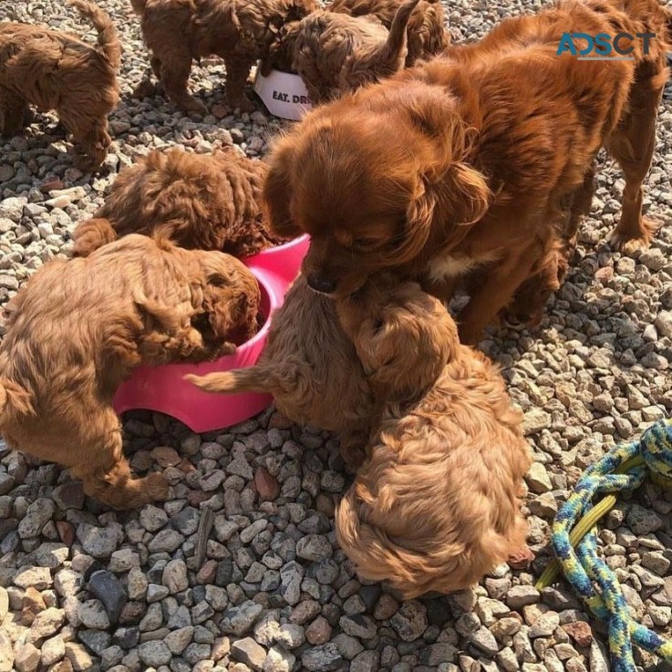 Toy Poodle puppies for sale
