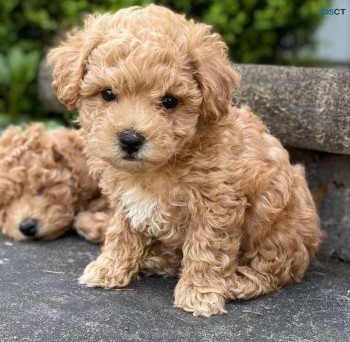 Maltipoo puppies