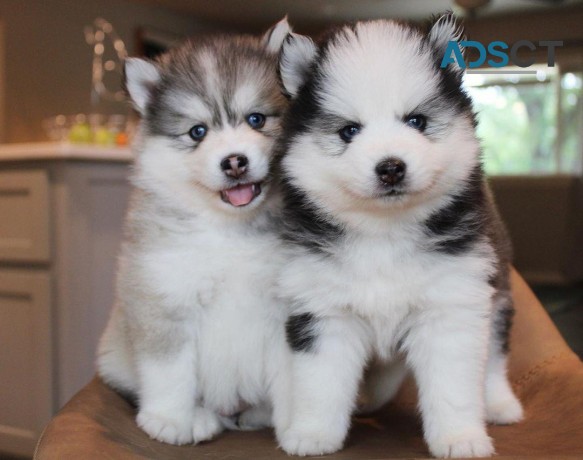 Pomsky puppies for sale.