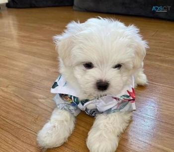 Maltese puppies for sale