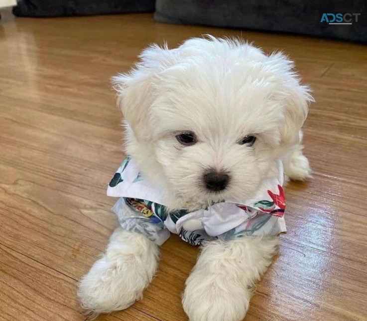 Maltese puppies for sale