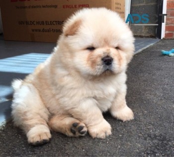 Chow chow pups