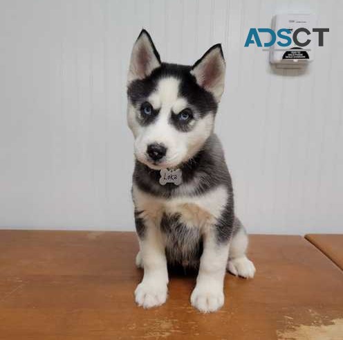 Siberian Husky puppies for sale