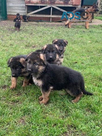 German Shepherd puppies for sale.