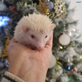 Pygmy Hedgehog Rodents for sale