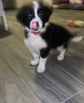 Border Collie  puppies for sale 