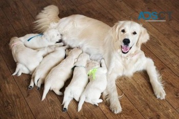 Golden Retriever puppies for sale