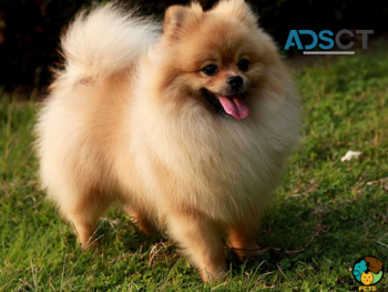 Sweet pomeranian puppies 2available 