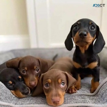 Dachshund puppies for sale