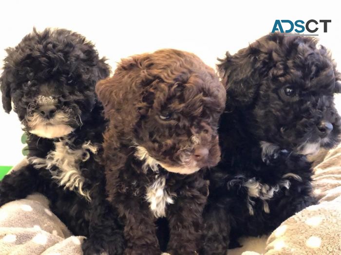 jackapoo puppies for sale Now 