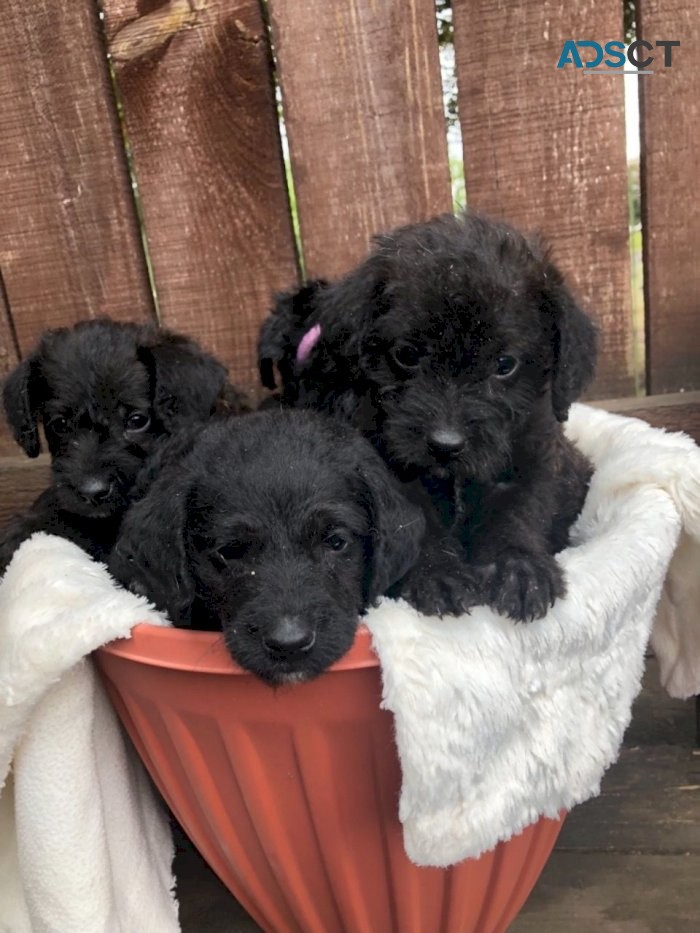 jackapoo puppies for sale Now 