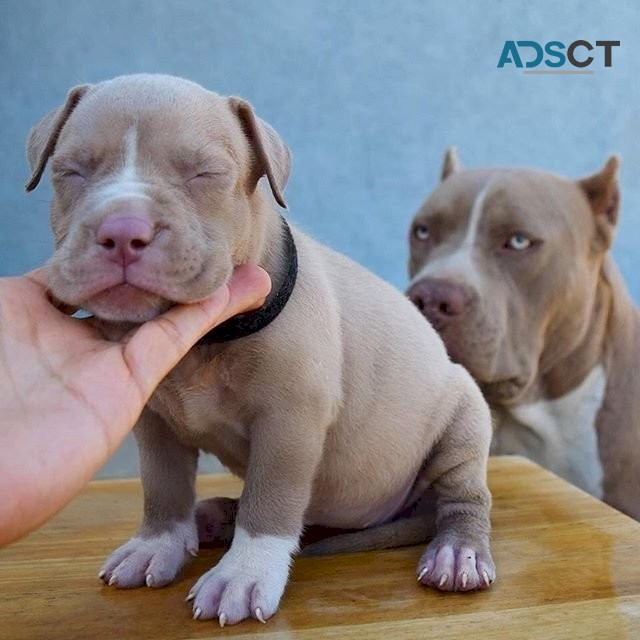 Pitbull american terrier puppies for sal
