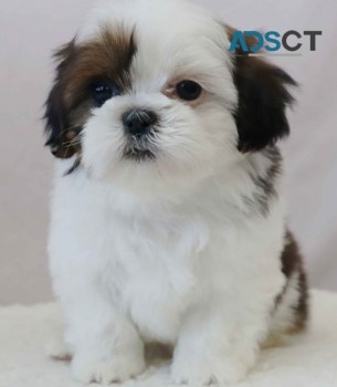 Beast Shih Tzu puppies for sale 