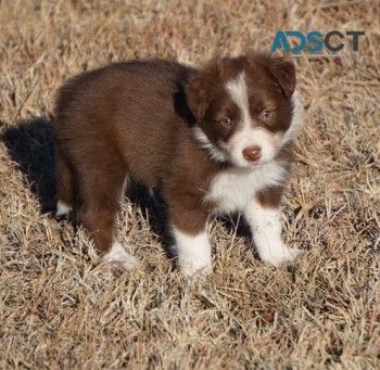 Border Collie puppies for sale